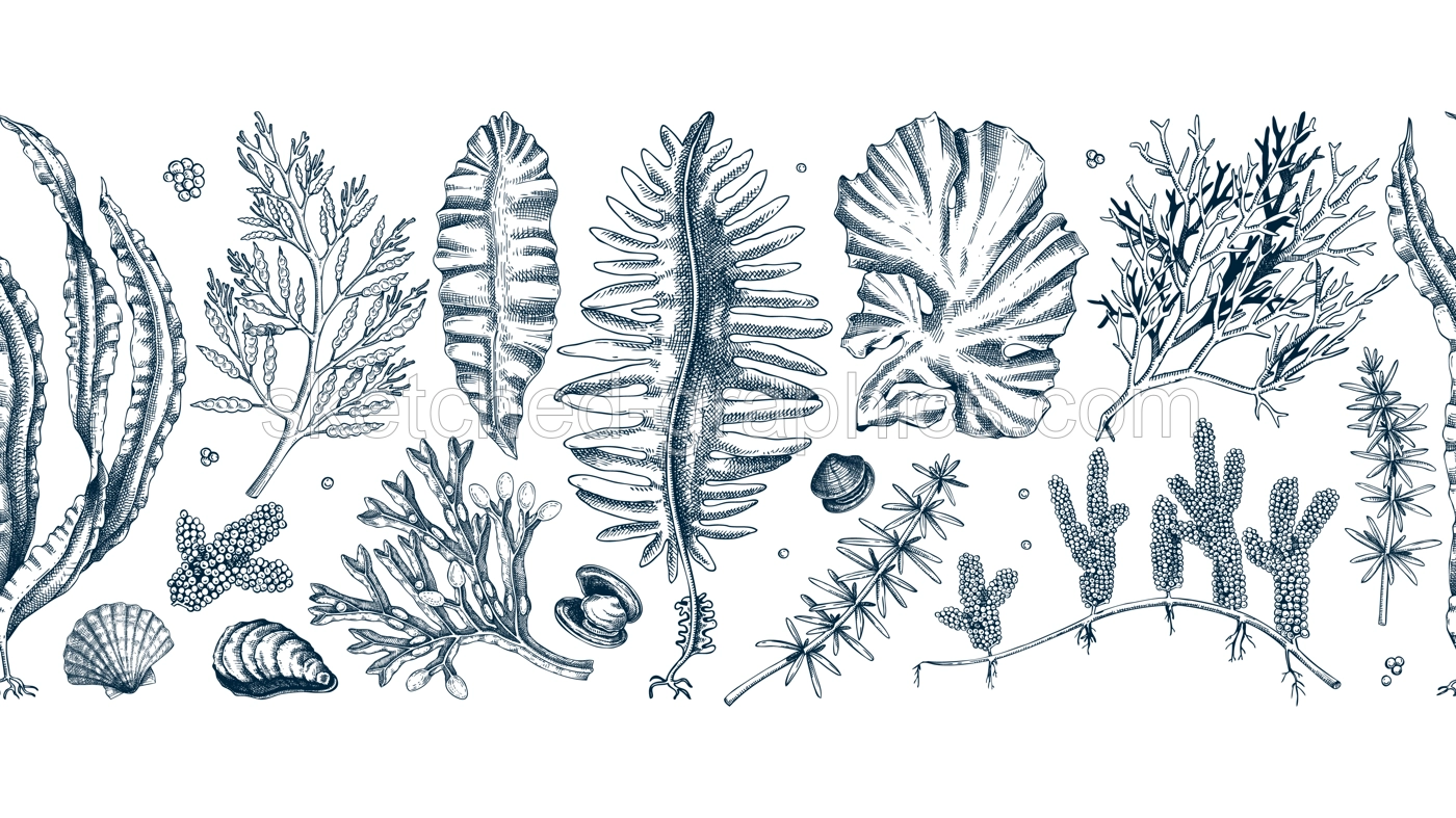 Edible seaweed seamless pattern. Hand-drawn sea vegetables - kelp, kombu, wakame, hijiki  drawings. Underwater algae ribbon in sketch style. Asian cuisine menu or healthy food design  Illustration
